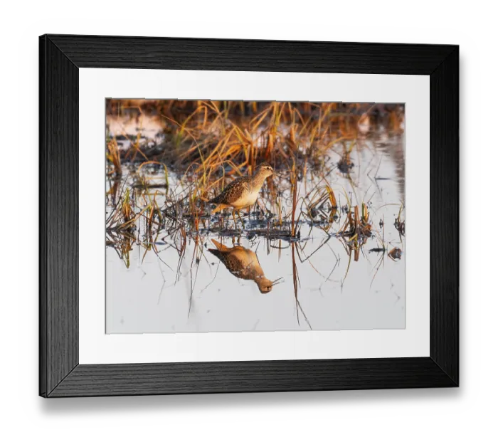 Framed Print : Wood sandpiper (Tringa glareola) Framed Print : Wood sandpiper (Tringa glareola)