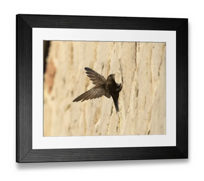 Framed Print : Common swift (Apus apus), adult bird with spread wings