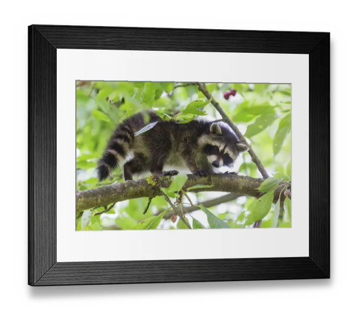 Framed Print : Raccoon (Procyon lotor), young cub in a cherry tree