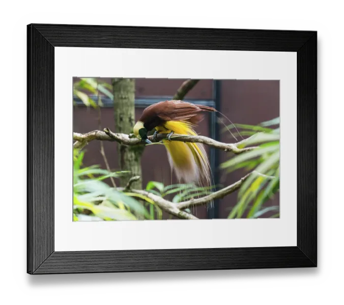 Framed Print : Raggiana Bird-of-paradise (Paradisaea raggiana) Framed Print : Raggiana Bird-of-paradise (Paradisaea raggiana)