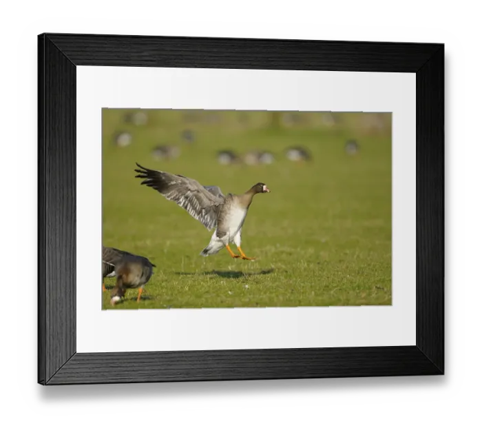 Framed Print : White-fronted goose, January, Lower Rhine Framed Print : White-fronted goose, January, Lower Rhine