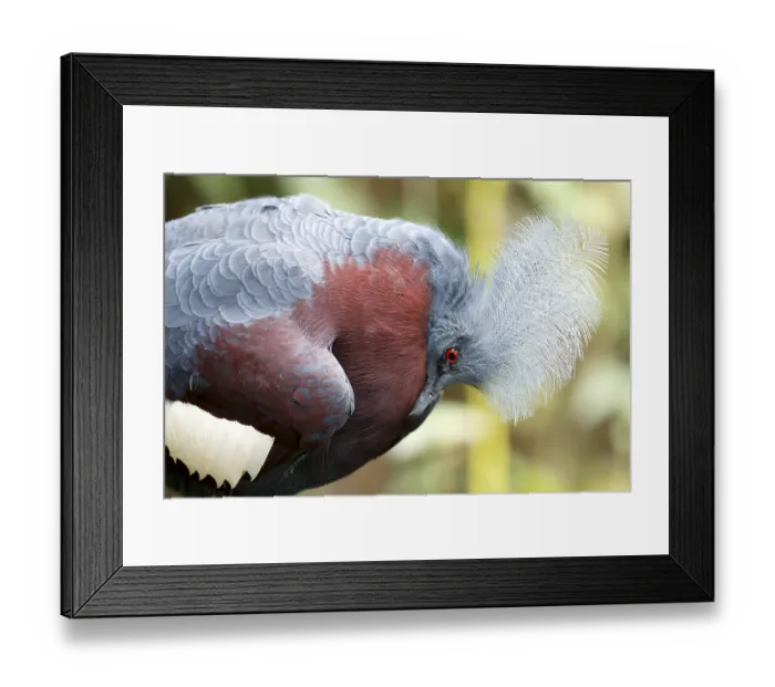 Framed Print : Red-breasted Crowned Pigeon, Southern Crowned Pigeon (Goura scheepmakeri)