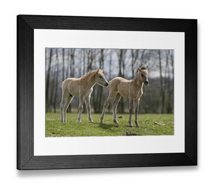 Framed Print : Wild Horse Duelmen, Foal, Duelmen