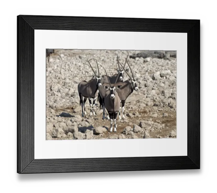 Framed Print : Gemsbok or Gemsbuck (Oryx gazella) in Etosha National Park
