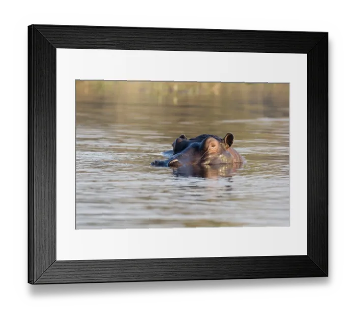 Framed Print : Hippopotamus (Hippopotamus amphibius)