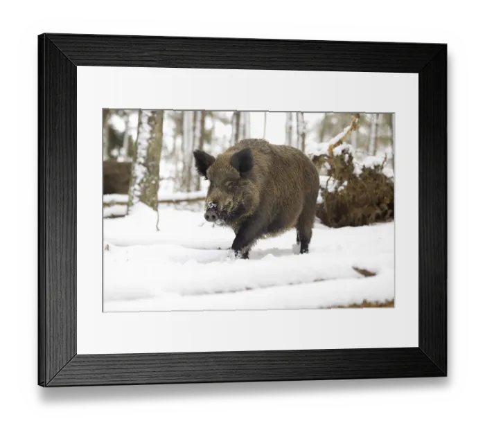 Framed Print : Wild boar (Sus scrofa) in winter