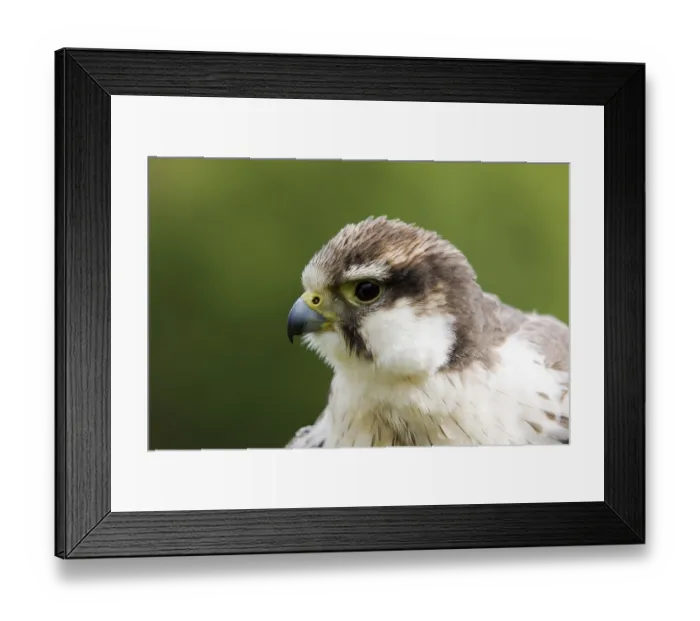 Framed Print : Laggar Falcon (Falco jugger), portrait Framed Print : Laggar Falcon (Falco jugger), portrait