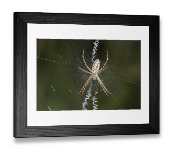Framed Print : Wasp spider (Argiope bruennichi), female