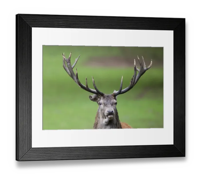 Framed Print : Red deer (Cervus elaphus), portrait Framed Print : Red deer (Cervus elaphus), portrait