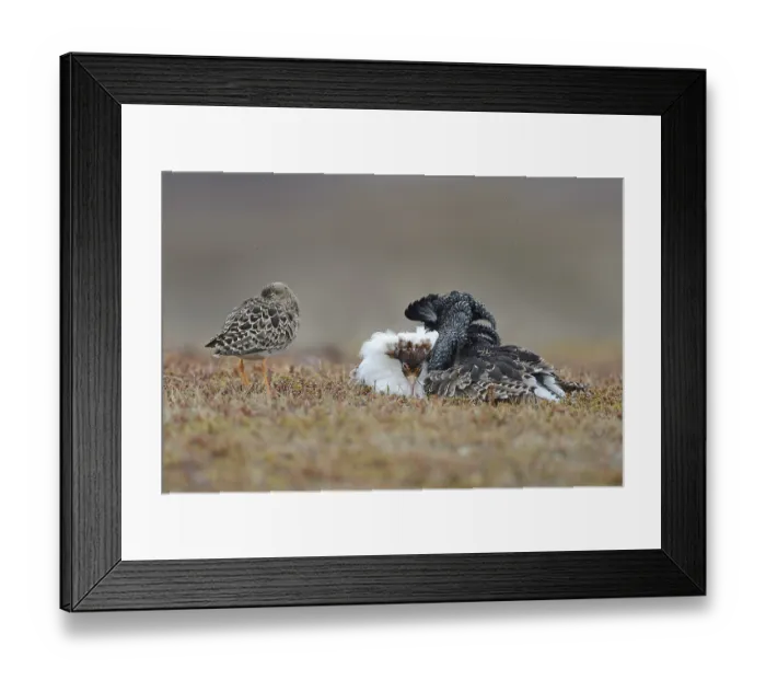 Framed Print : Ruffs and reeve (Philomachus pugnax) displaying Framed Print : Ruffs and reeve (Philomachus pugnax) displaying