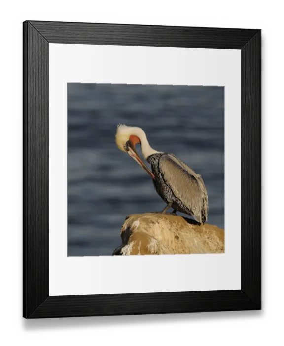 Framed Print : Brown Pelican (Pelecanus occidentalis) Framed Print : Brown Pelican (Pelecanus occidentalis)