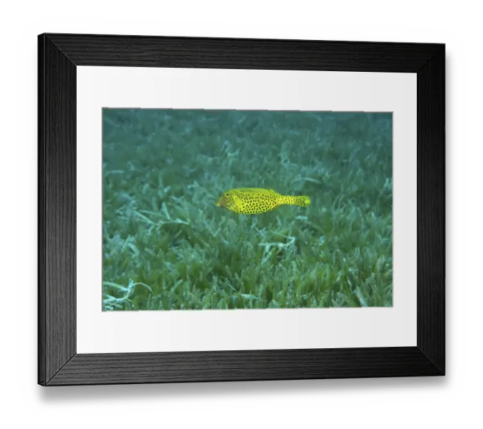 Framed Print : Juvenile Bluetail Trunkfish (Ostracion cyanurus) swim over sea grass