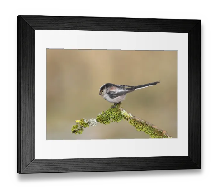 Framed Print : Long-tailed tit (Aegithalos caudatus) Framed Print : Long-tailed tit (Aegithalos caudatus)