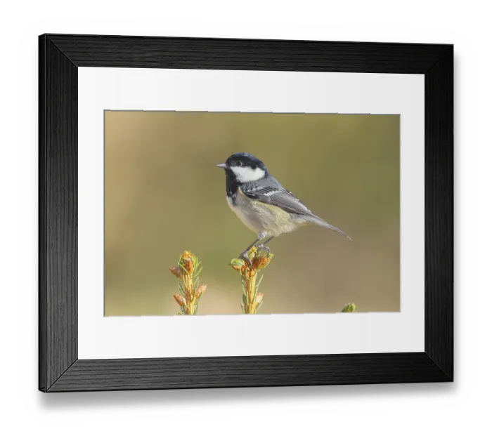 Framed Print : Fir tit (Periparus ater) sitting on a spruce top Framed Print : Fir tit (Periparus ater) sitting on a spruce top