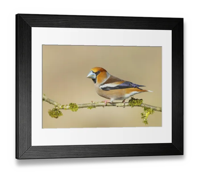 Framed Print : Hawfinch (Coccothraustes coccothraustes) Framed Print : Hawfinch (Coccothraustes coccothraustes)