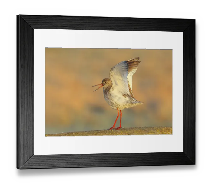 Framed Print : Redshank, (Tringa totanus), mating on a pasture fence