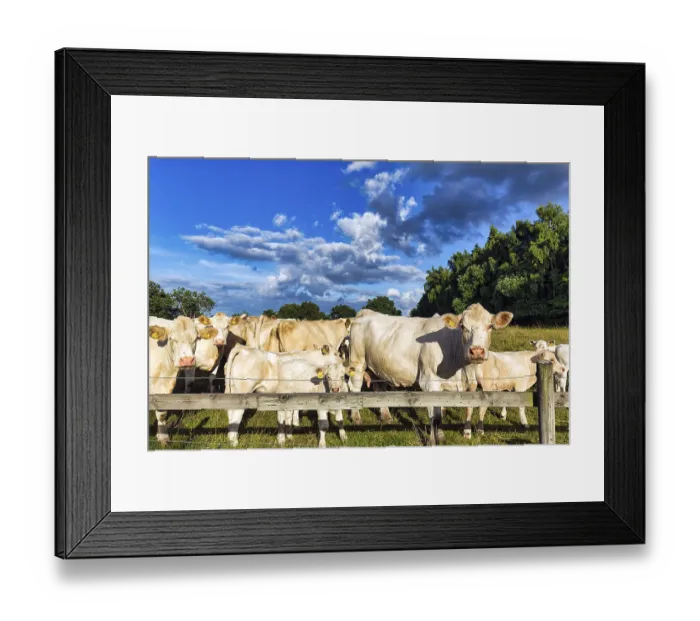 Framed Print : Charolais cattle (Bos primigenius taurus)