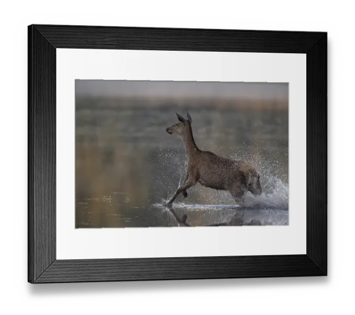 Framed Print : Red deer (Cervus elaphus) startled hind running through water