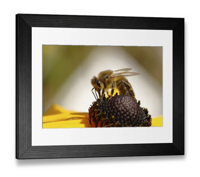 Framed Print : Honey bee (Apis mellifera) on yellow coneflower (Echinacea paradoxa) Framed Print : Honey bee (Apis mellifera) on yellow coneflower (Echinacea paradoxa)