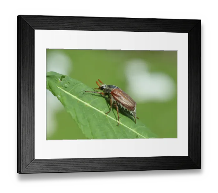 Framed Print : Northern cockchafer (Melolontha hippocastani)