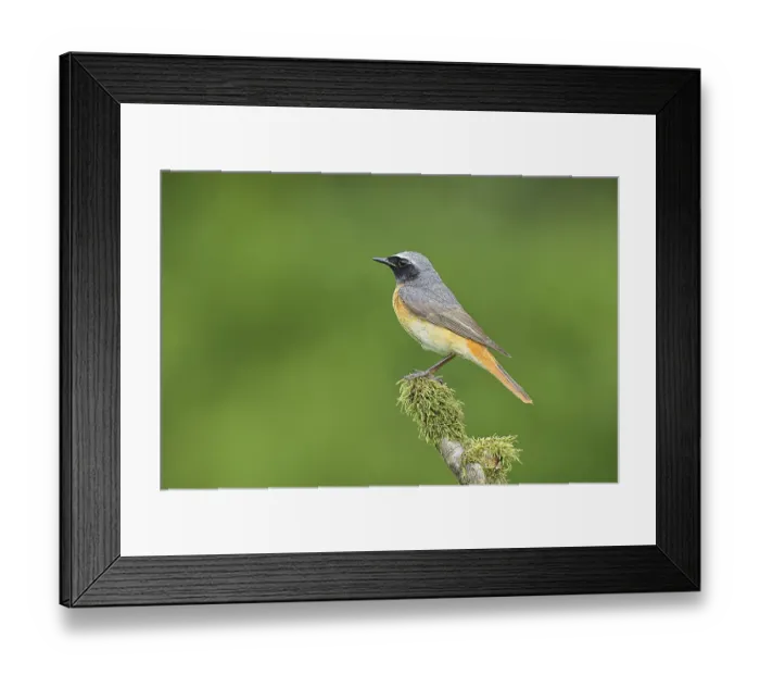 Framed Print : Redstart (Phoenicurus phoenicurus) Framed Print : Redstart (Phoenicurus phoenicurus)