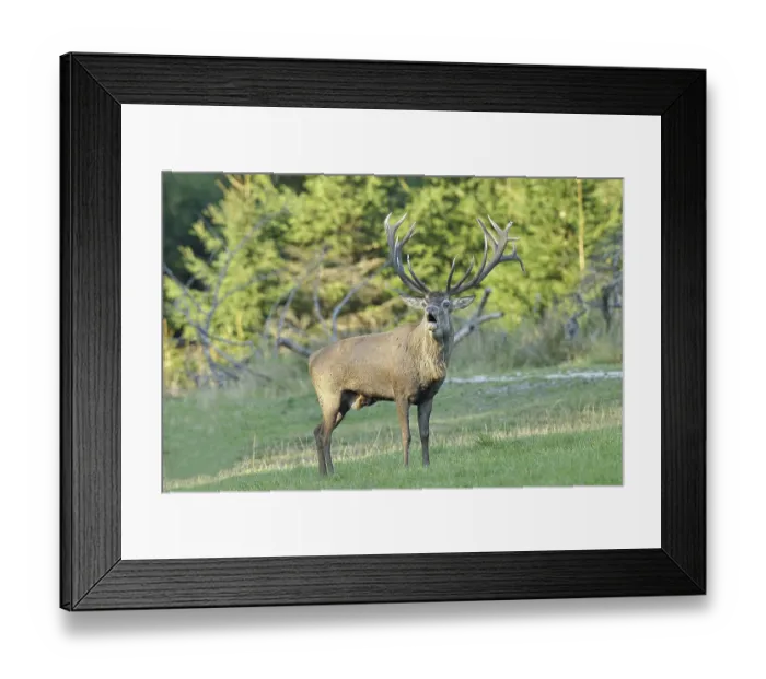 Framed Print : Red deer (Cervus elaphus) during the rutting season