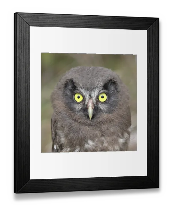 Framed Print : Great horned owl (Aegolius funereus) Framed Print : Great horned owl (Aegolius funereus)