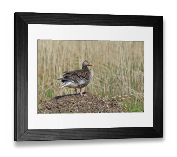 Framed Print : Greylag goose (Anser anser) building a nest Framed Print : Greylag goose (Anser anser) building a nest