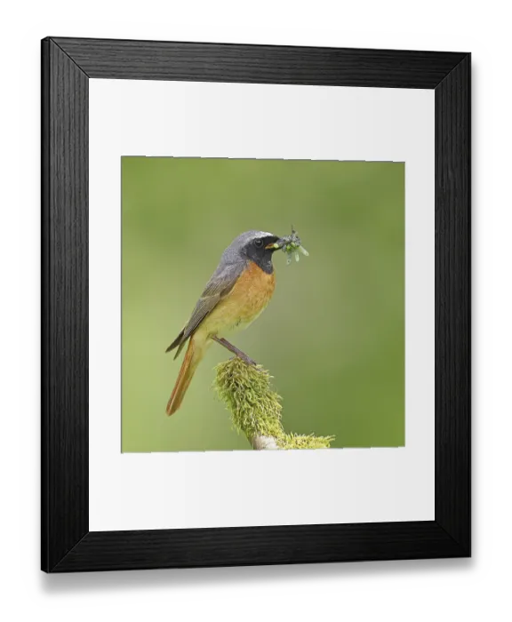 Framed Print : Redstart (Phoenicurus phoenicurus) Framed Print : Redstart (Phoenicurus phoenicurus)