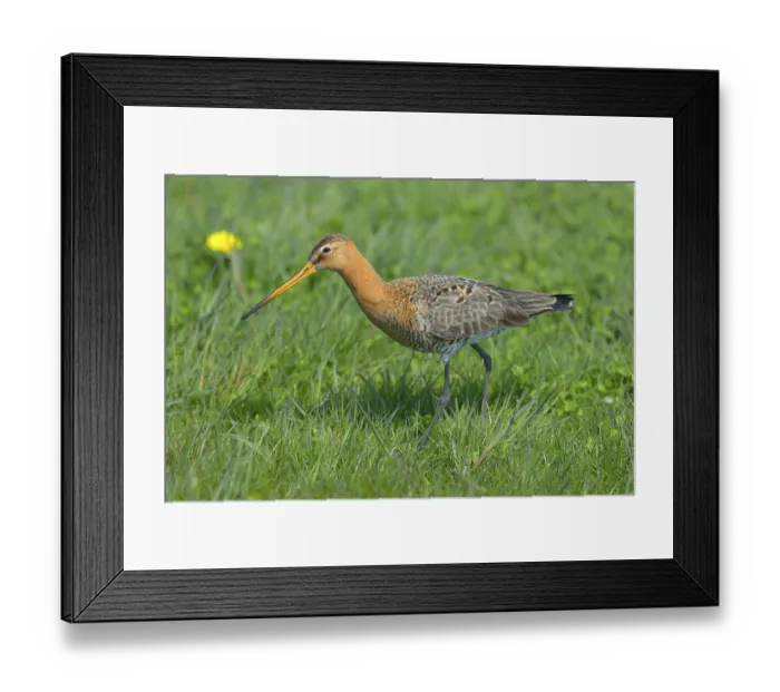 Framed Print : Black-tailed Godwit (Limosa limosa)