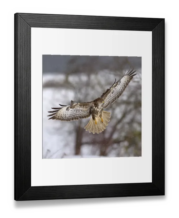 Framed Print : Buzzard (Buteo buteo), dark form