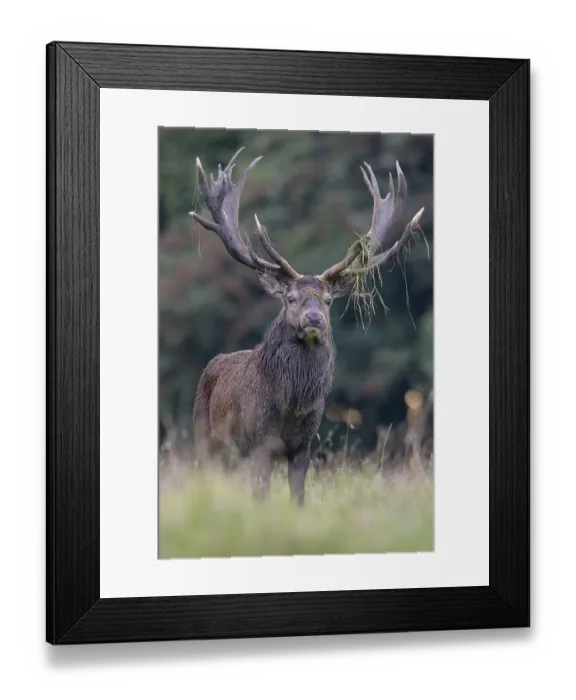 Framed Print : Red deer (Cervus elaphus), Royal Stag near forest Framed Print : Red deer (Cervus elaphus), Royal Stag near forest