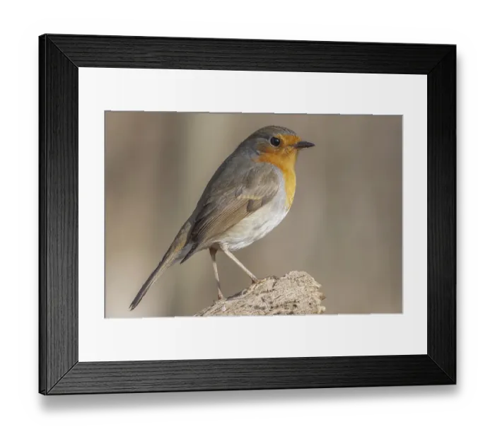 Framed Print : Robin (Erithacus rubecula) on a branch in the forest Framed Print : Robin (Erithacus rubecula) on a branch in the forest