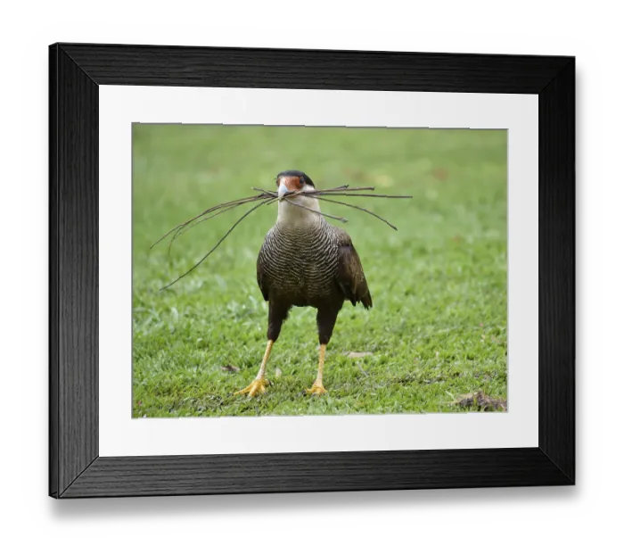 Framed Print : A southern crested caracara (Caracara plancus) collects small branches in a park in Buenos Aires Framed Print : A southern crested caracara (Caracara plancus) collects small branches in a park in Buenos Aires