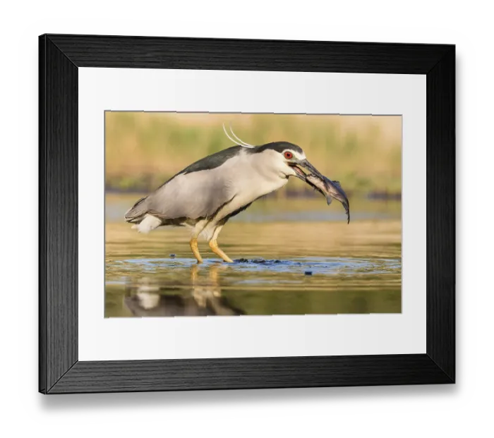 Framed Print : Black-crowned night heron (Nycticorax nycticorax) with fish in the beak Framed Print : Black-crowned night heron (Nycticorax nycticorax) with fish in the beak