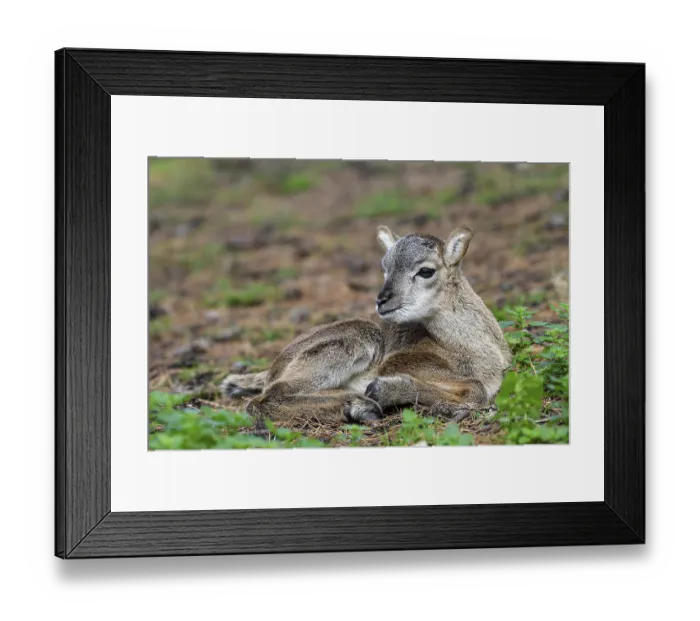 Framed Print : European mouflon (Ovis ammon musimon)