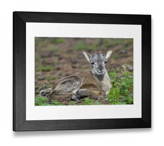 Framed Print : European mouflon (Ovis ammon musimon)