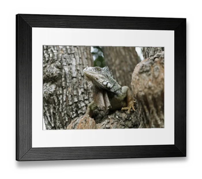 Framed Print : Green Iguana (Iguana iguana), adult Framed Print : Green Iguana (Iguana iguana), adult