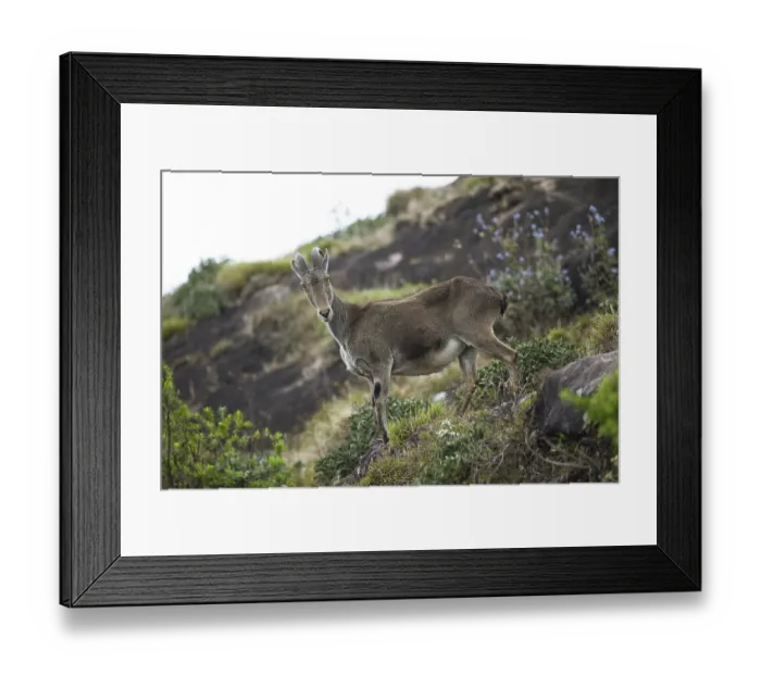 Framed Print : Nilgiri tahr (Nilgiritragus hylocrius) Framed Print : Nilgiri tahr (Nilgiritragus hylocrius)
