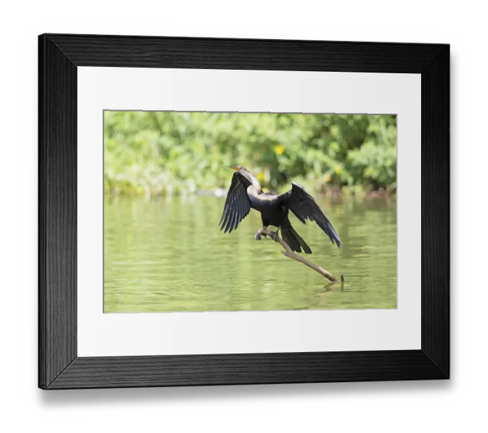 Framed Print : Oriental Darter or Indian Darter (Anhinga melanogaster) on a trunk with outstretched wings at the Mahaweli River Framed Print : Oriental Darter or Indian Darter (Anhinga melanogaster) on a trunk with outstretched wings at the Mahaweli River