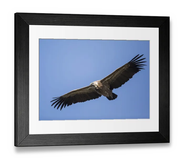 Framed Print : Griffon vulture (Gyps fulvus), Monfraguee National Park