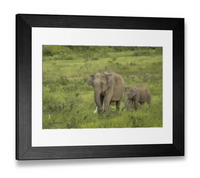 Framed Print : Indian elephants (Elephas maximus indicus)