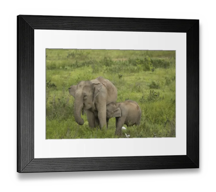 Framed Print : Indian elephants (Elephas maximus indicus)