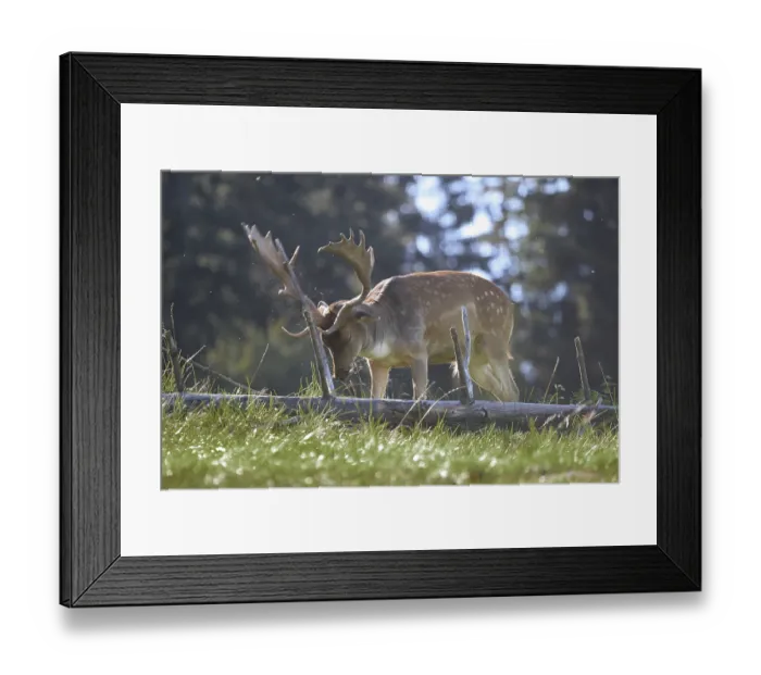 Framed Print : Fallow Deer (Dama dama) examining deadwood