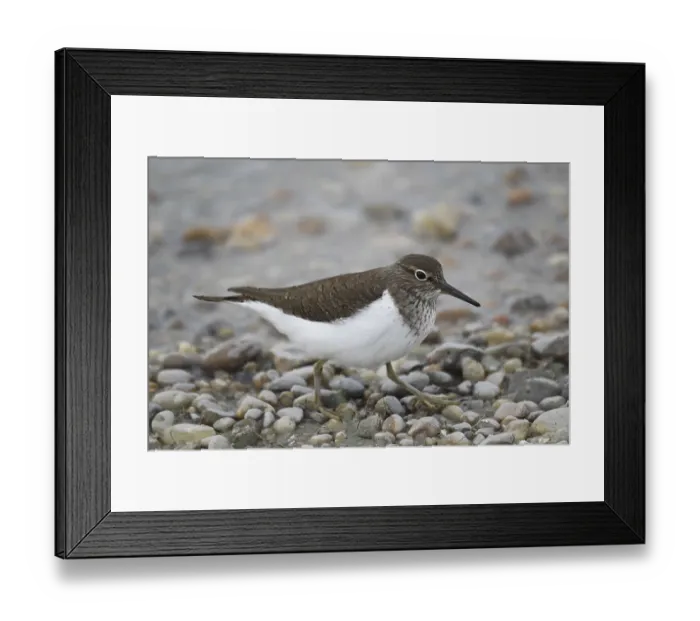 Framed Print : Common Sandpiper (Actitis hypoleucos)
