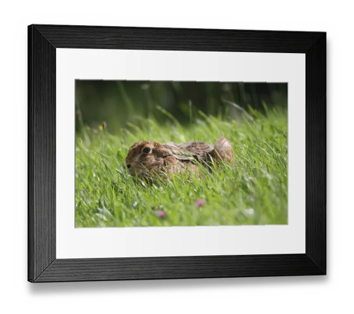 Framed Print : Hare (Lepus europaeus) on a summer meadow