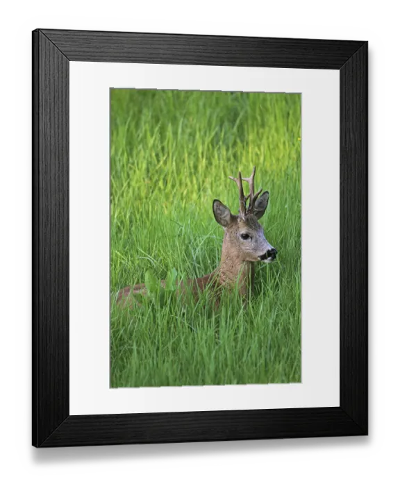 Framed Print : Roebuck (Capreolus capreolus), wire loop in antler