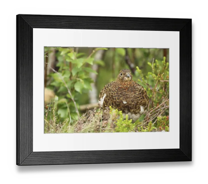 Framed Print : Willow ptarmigan (Lagopus lagopus) Hen