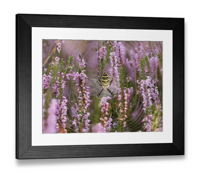 Framed Print : Wasp spider (Argiope bruennichi) or zebra spider in its catching net in the heath Framed Print : Wasp spider (Argiope bruennichi) or zebra spider in its catching net in the heath