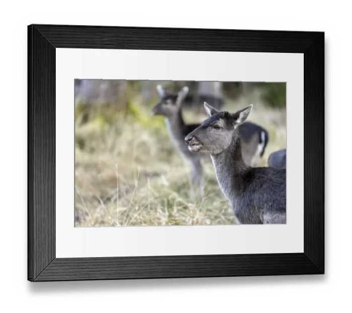 Framed Print : Fallow deer, female fallow deer (Dama dama)